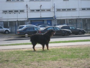 УГС-управляемая городская собака