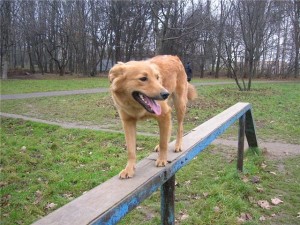 Не каждую собаку можно вести на дрессировочную площадку