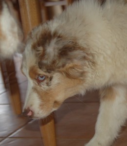 Щенок в доме